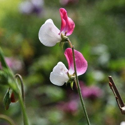 Grandiflora sweet pea 'Painted Lady'