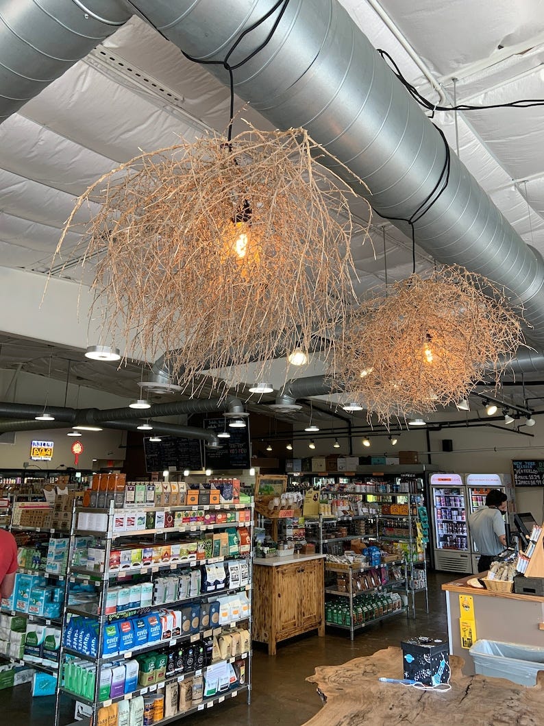 New tumbleweed species is taking over California, Science