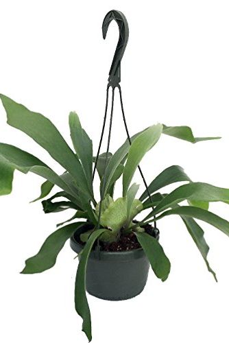 Staghorn Fern in Hanging Plant 