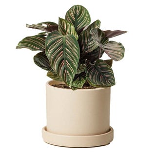 The Sill Calathea Ornata The Sill Calathea Ornata