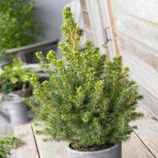 Picea glauca Conica - Dwarf alberta Spruce