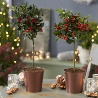 Pair of Festive Table Top Patio Holly Trees complete with real Berries in Copper Pots