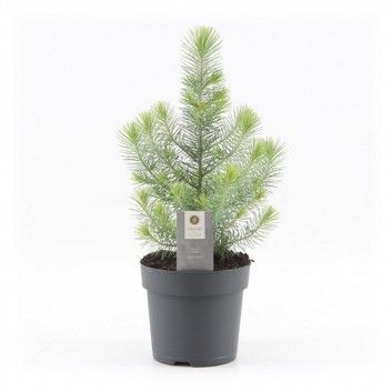 Mini Christmas Tree - Silver Crest Pine