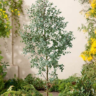 5ft Eucalyptus Tree | 9L Pot | Eucalyptus gunnii