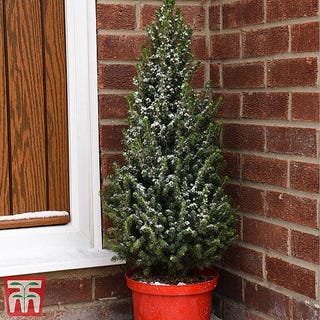 Potted Christmas Tree - Picea Perfecta