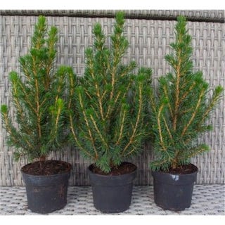 Mini Christmas Trees - Picea - Ideal for Table Decoration