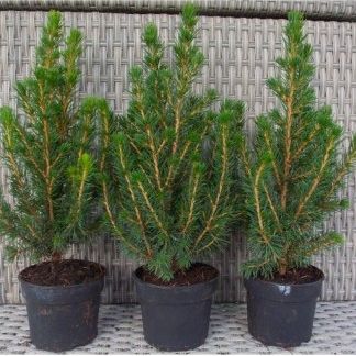 Mini Christmas Trees - Picea