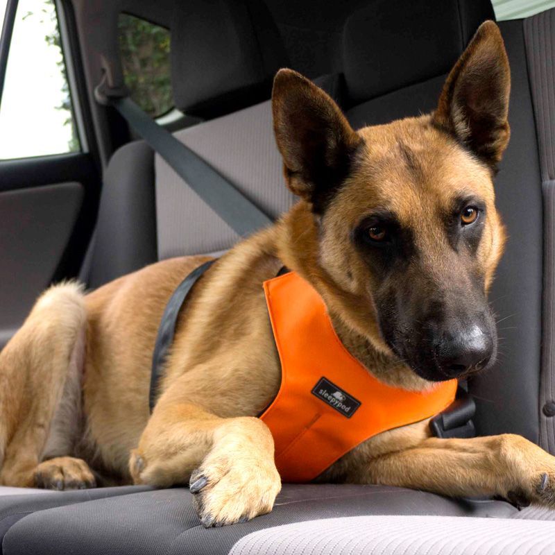 Dog Seat Belts and Safety Harnesses