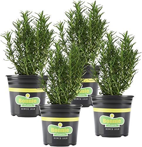 Bonnie Plants Rosemary Live Edible Aromatic Herb Plant - 4 Pack, Perennial In Zones 8 to 10, Great for Cooking & Grilling, Italian & Mediterranean Dishes, Vinegars & Oils, Breads