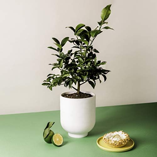 Key Lime Citrus Plant