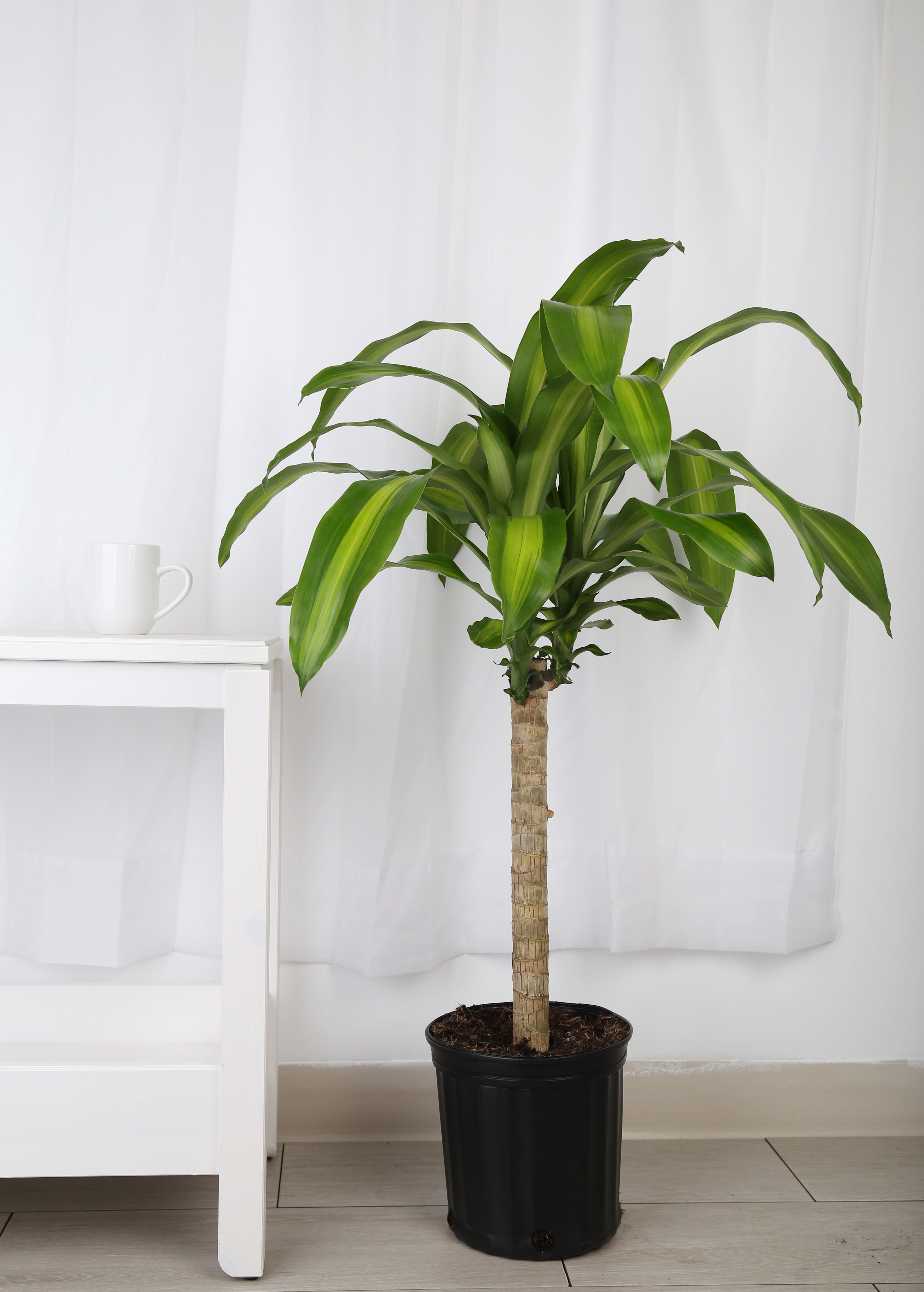 16 Indoor Trees for Your Home in 2021 - Best Plants for Low Light