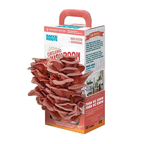 Organic Pink Grow Kit, Oyster Mushrooms