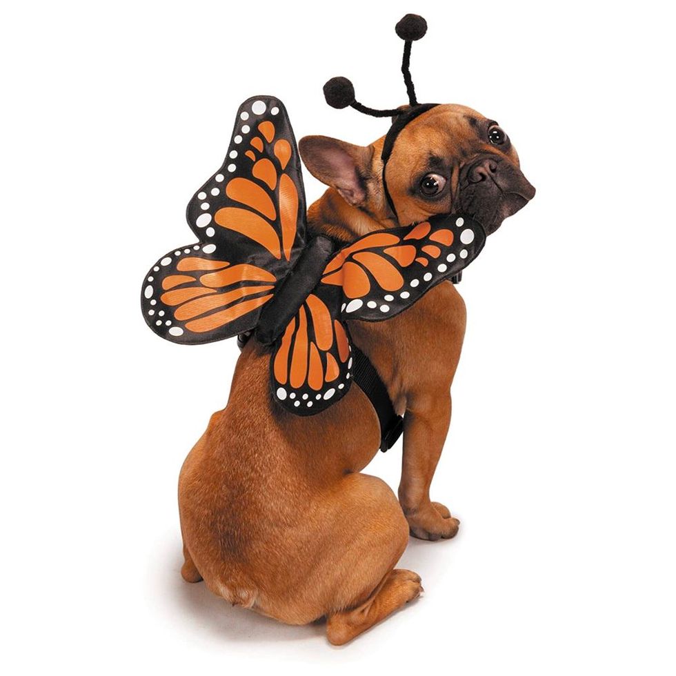 Butterfly Glow Harness Costume for Dogs