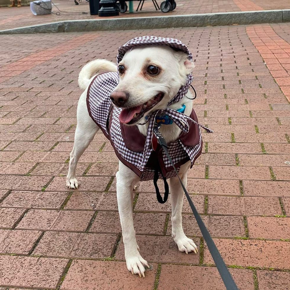 Detective Dog Costume