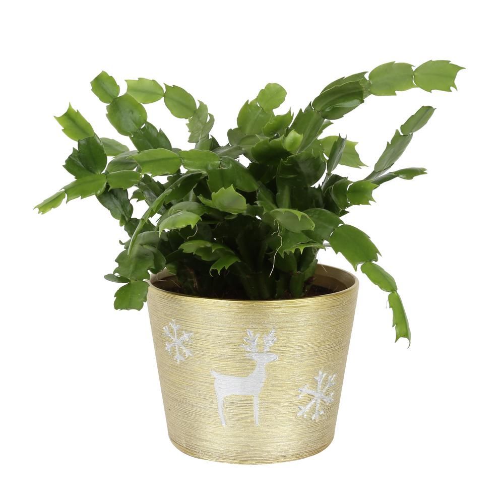 Christmas Cactus in Decorative Pot