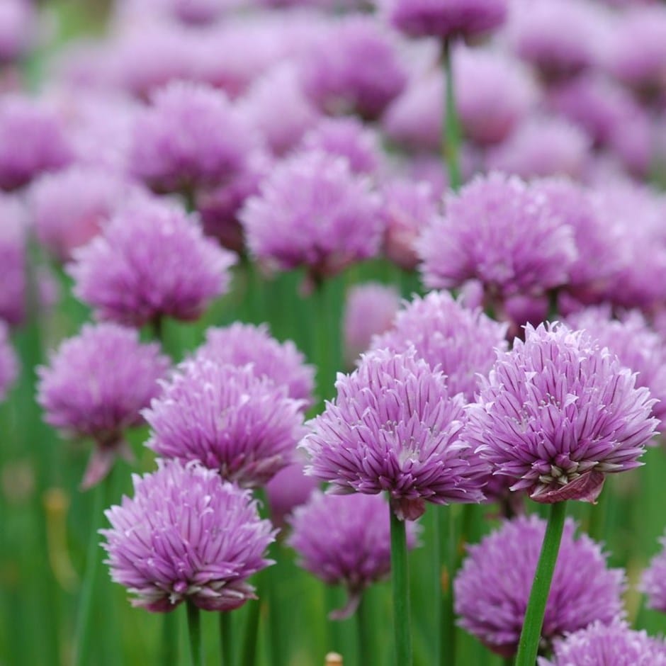 chives