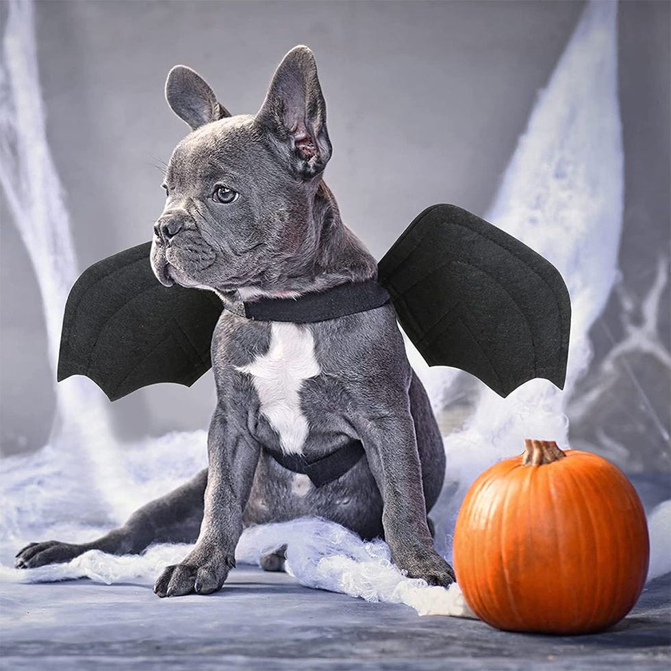 Bat Wings Dog Costume