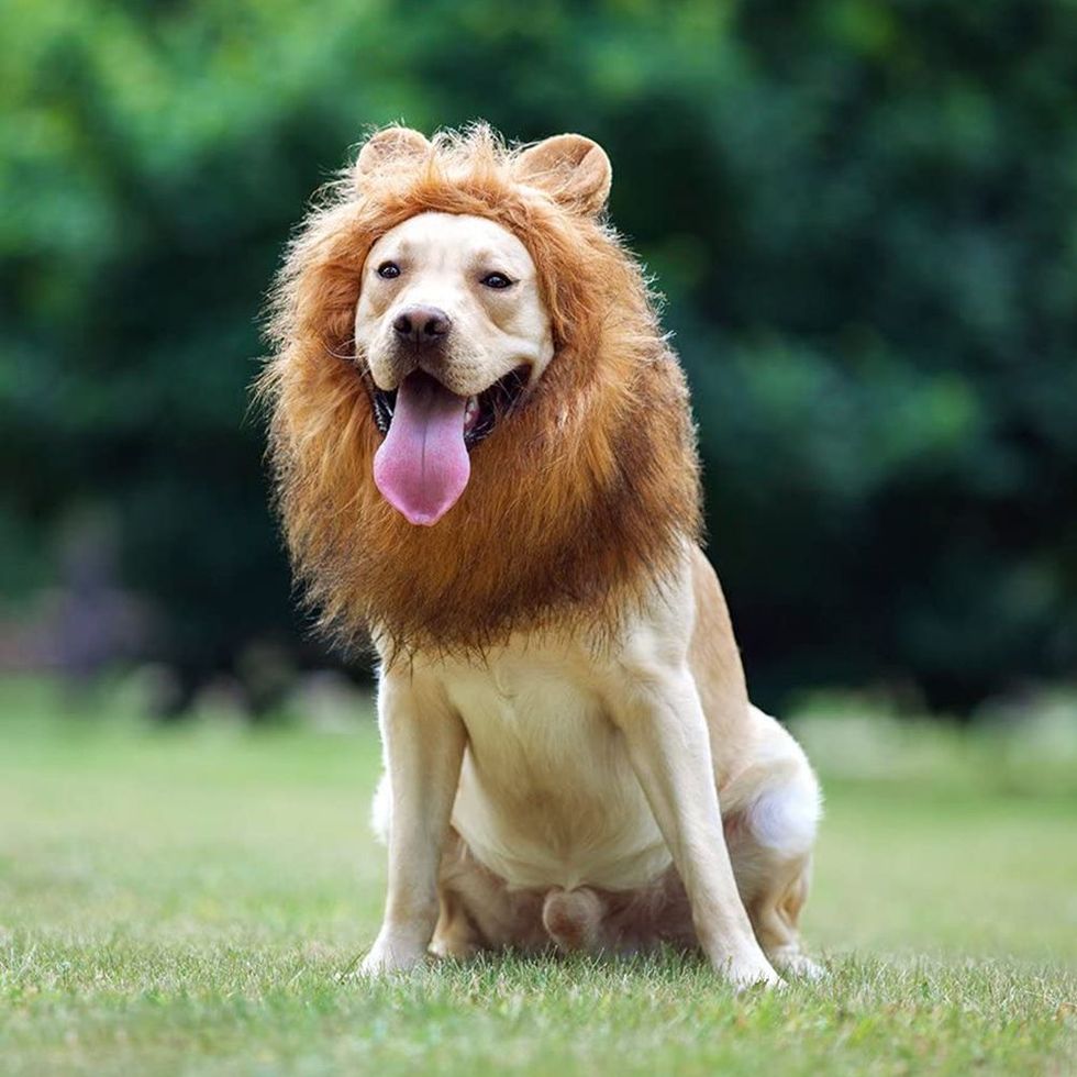 Lion Mane Costume for Dogs