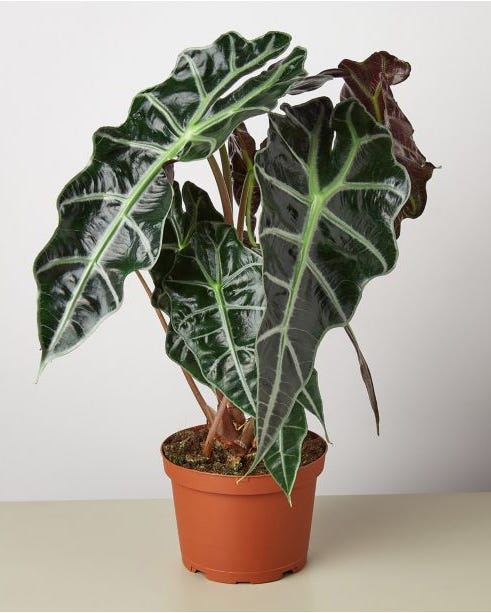 Alocasia Polly 'African Mask' Live Plant