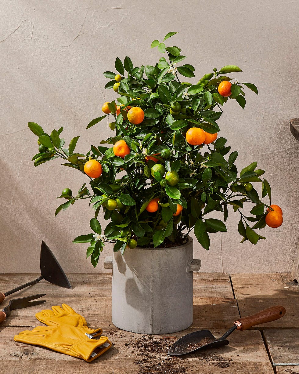 Citrus Tree