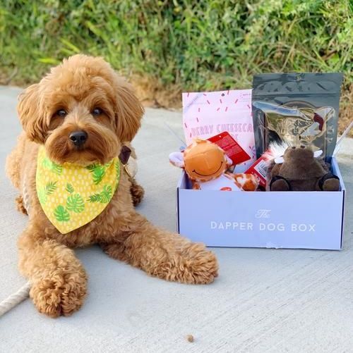 The Dapper Dog Box 