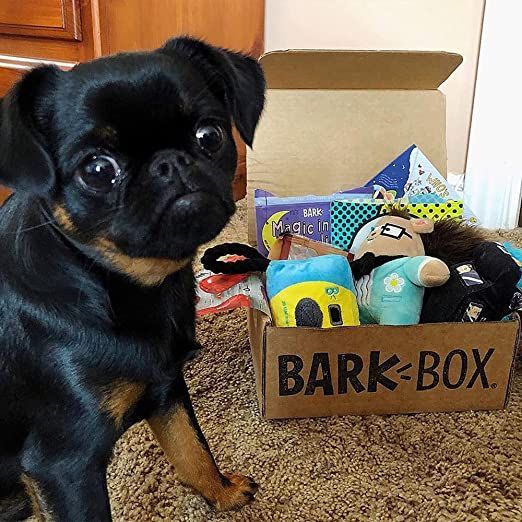 what is the best monthly dog box