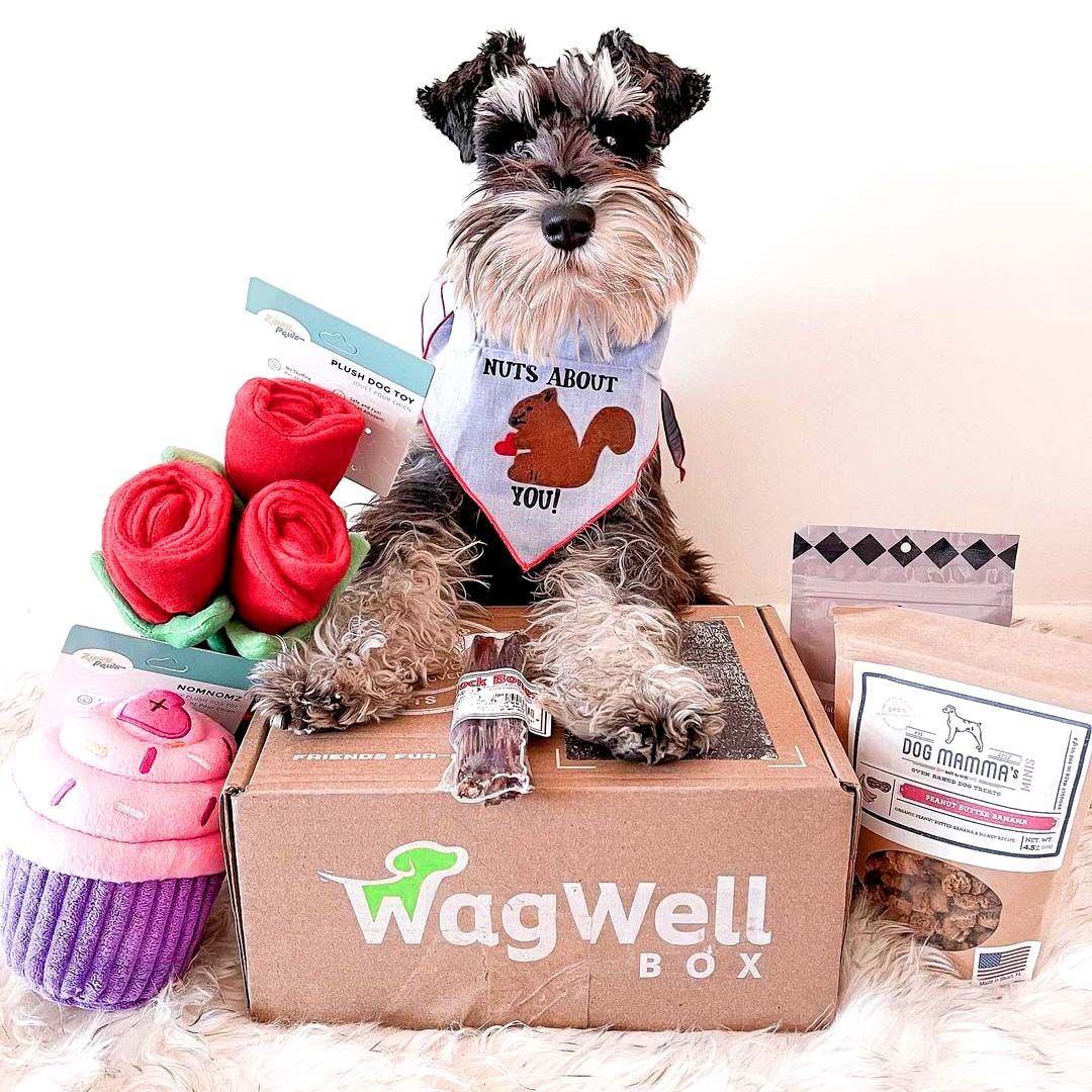 Dog gift box clearance subscription