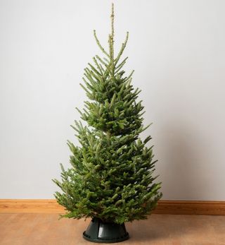 Árbol de Navidad real de corte premium de 7 pies |  Abeto Fraser