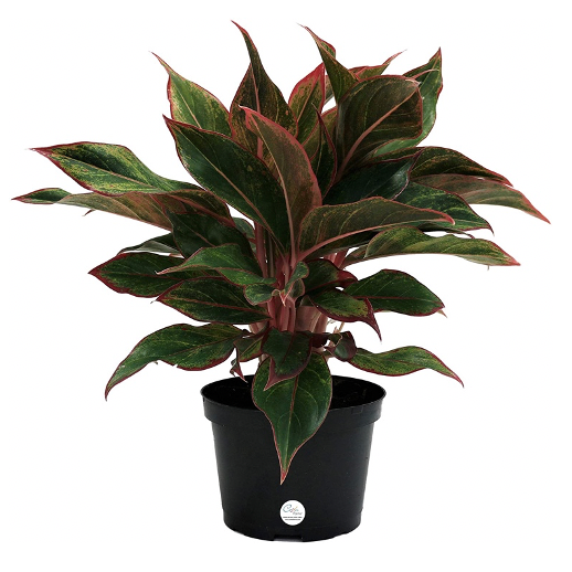 Aglaonema Chinese Evergreen 