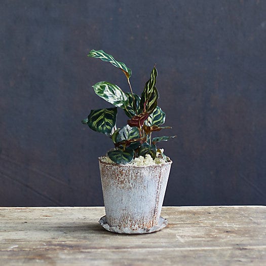 Calathea Makoyana, Metal Pot