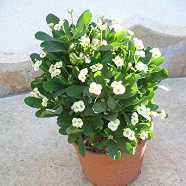 Las 19 plantas de exterior más resistentes y bonitas Las 19 plantas de exterior más resistentes y bonitas