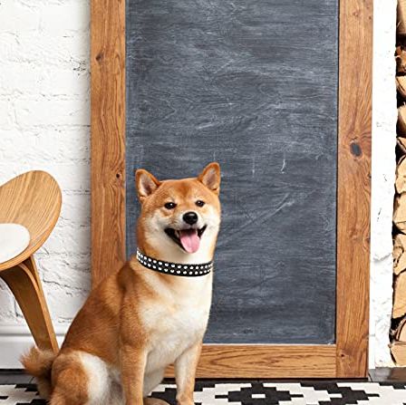 15 Cutest Dog Collars 2021 - Cool Dog Collars