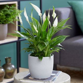 50cm Peace Lily |  Spathiphyllum |  13 cm container  According to plant theory
