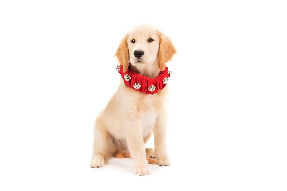 Dog christmas collar with bells sale