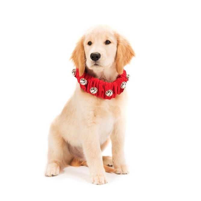Jingle Bell Dog Collar