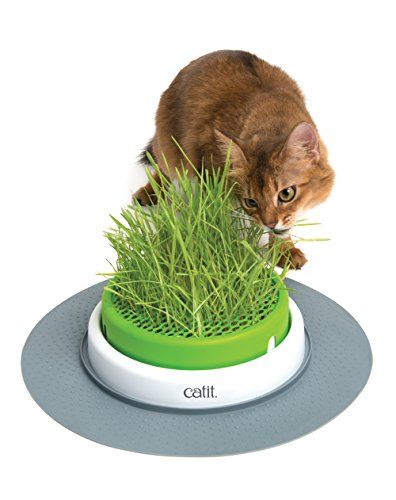 indoor cat toys