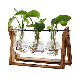 Propagation Terrarium