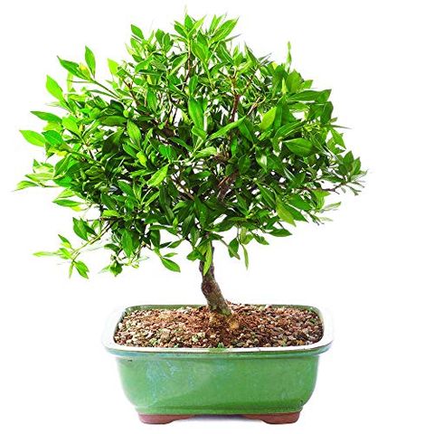Canlı Bonsai Ağacı