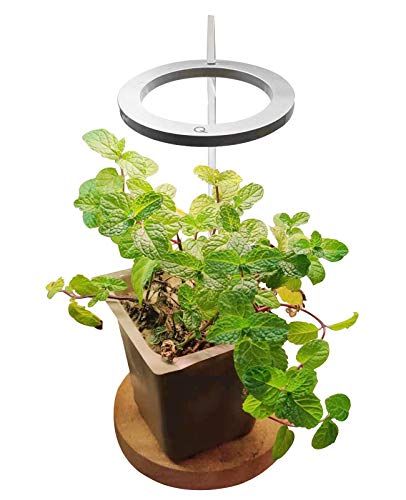 Cute grow online light