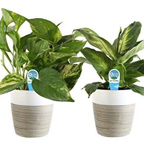 Clean Air House Plant Collection
