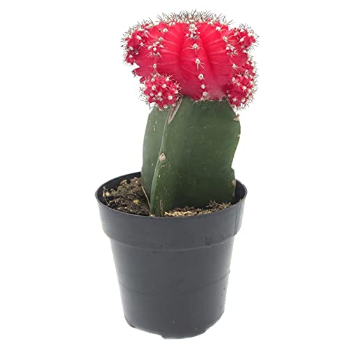 Gymnocalycium 