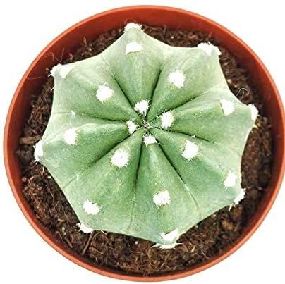 Cactus Echinopsis Denudatum