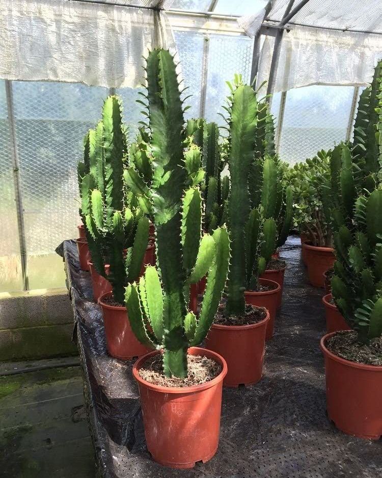 Euphorbia Cactus Acruensis 