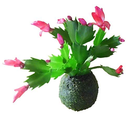 Kokedama con cactus de Navidad