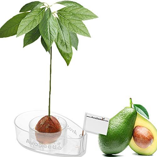 Avocado Growing Kit