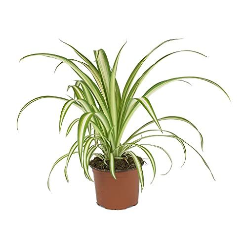 plantas - blah ❤️🌵😆!! 🌱 Arreglos con plantas ornamentales, perfectos  para decorar tu oficina o algún espacio de interior 🌱🫶🏻… con…