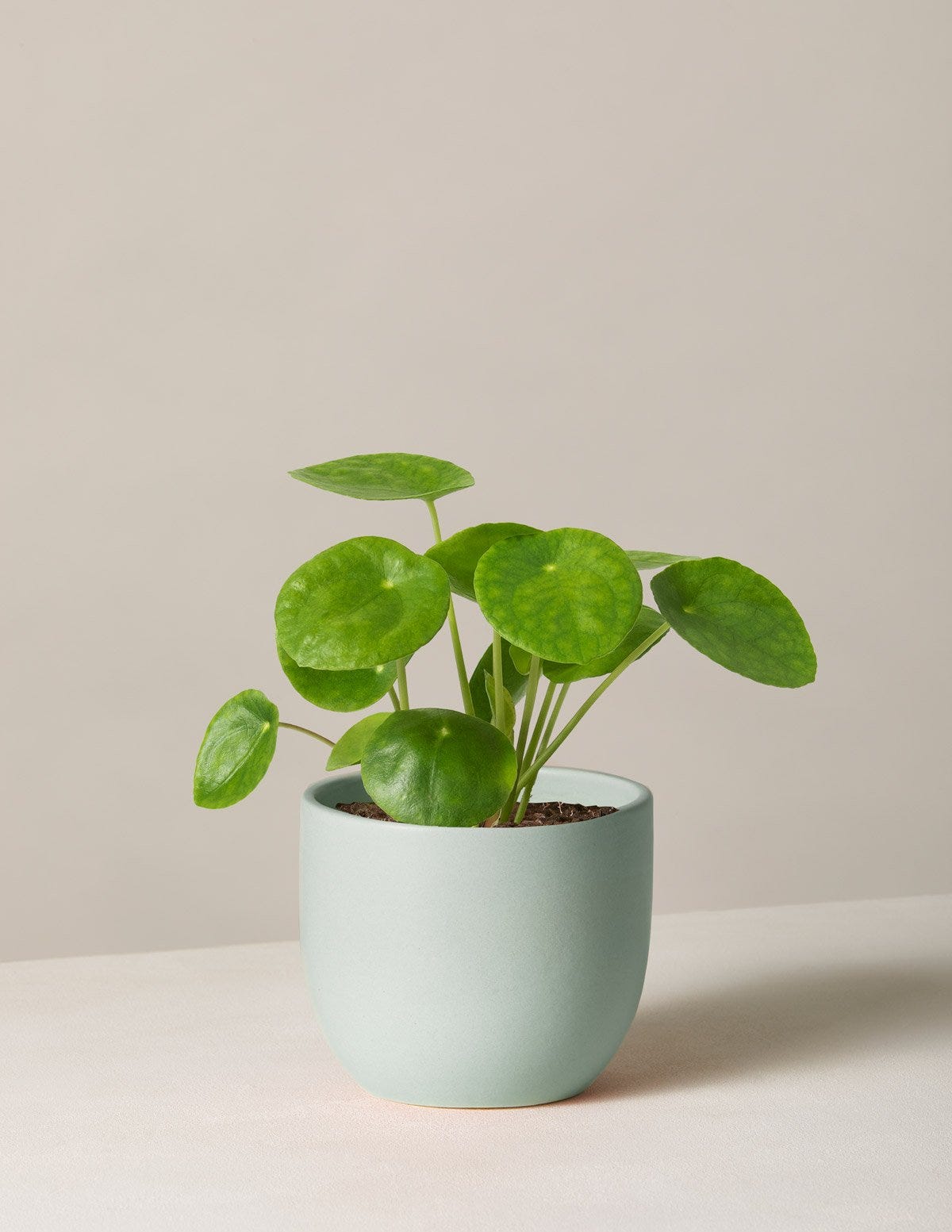 Prayer Plant in White Pot - The Bouqs Co.