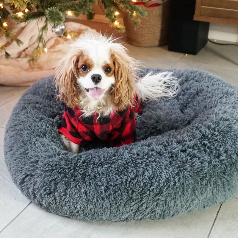 82 Best Gifts For Dog 2022 Unique Owner Gift Ideas 82 Best Gifts For Dog 2022, Rural King Heated Pet Bed Instructions