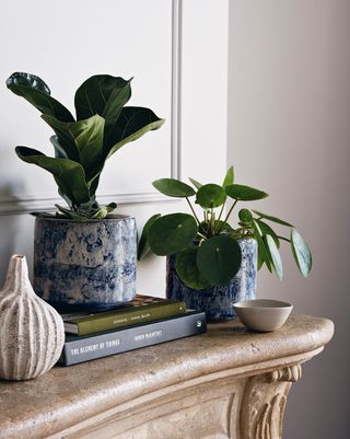 Chinese Money Plant & Fractured Blue Pot