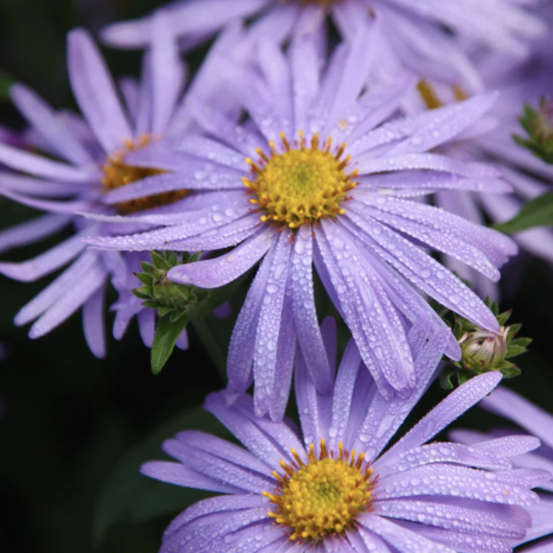 Aster × frikartii 'Mönch'